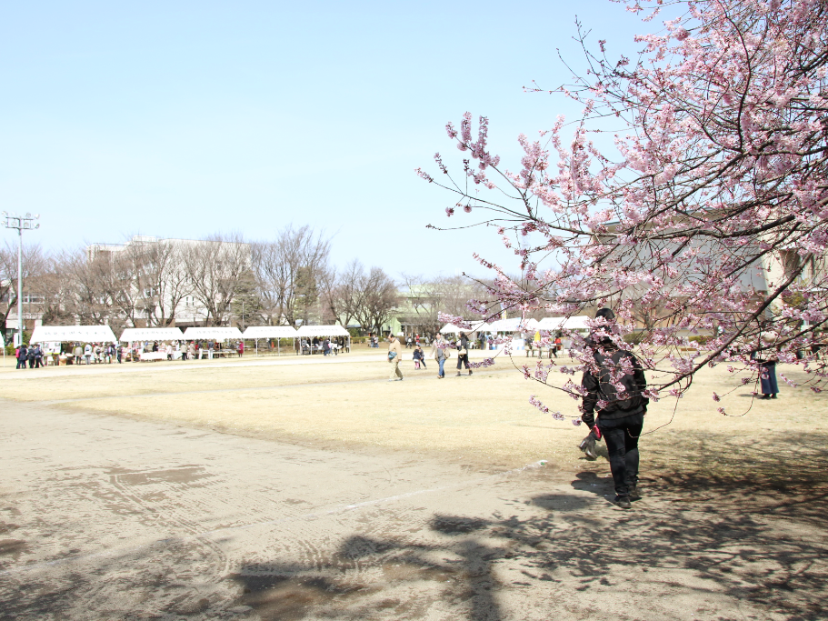 桜まつり 2018    跡見学園女子大学