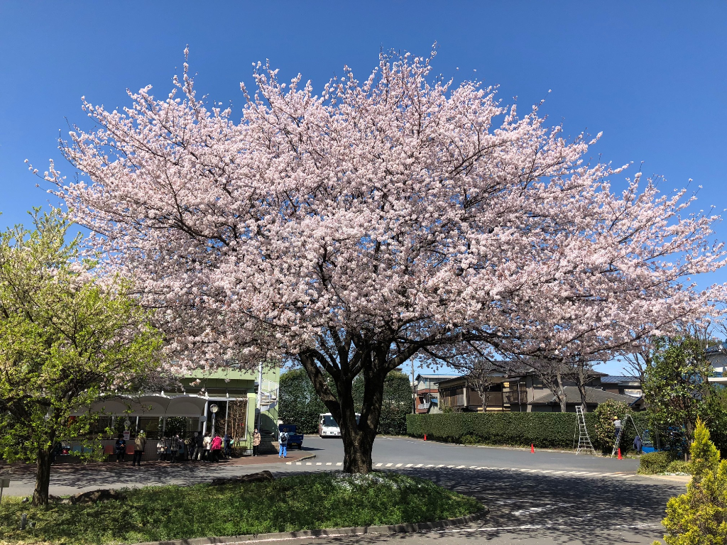 吉野 染井