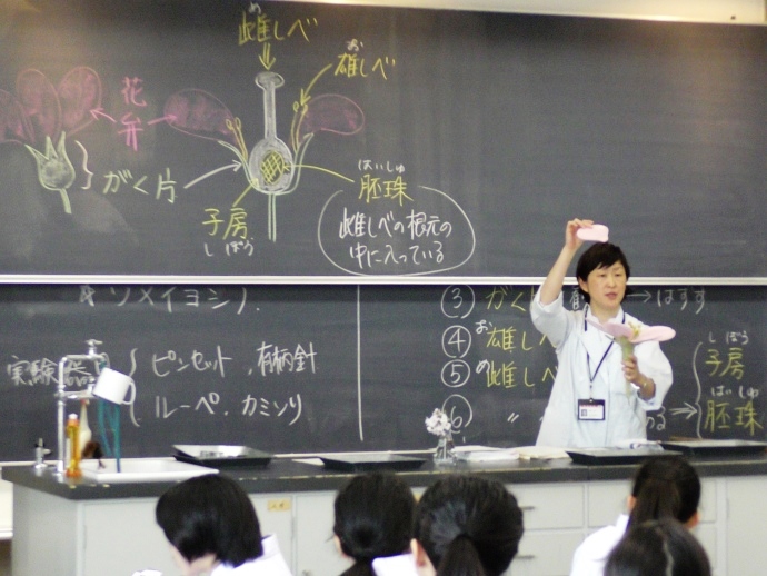 中学1年 理科 サクラの花びらを解剖しました 跡見学園