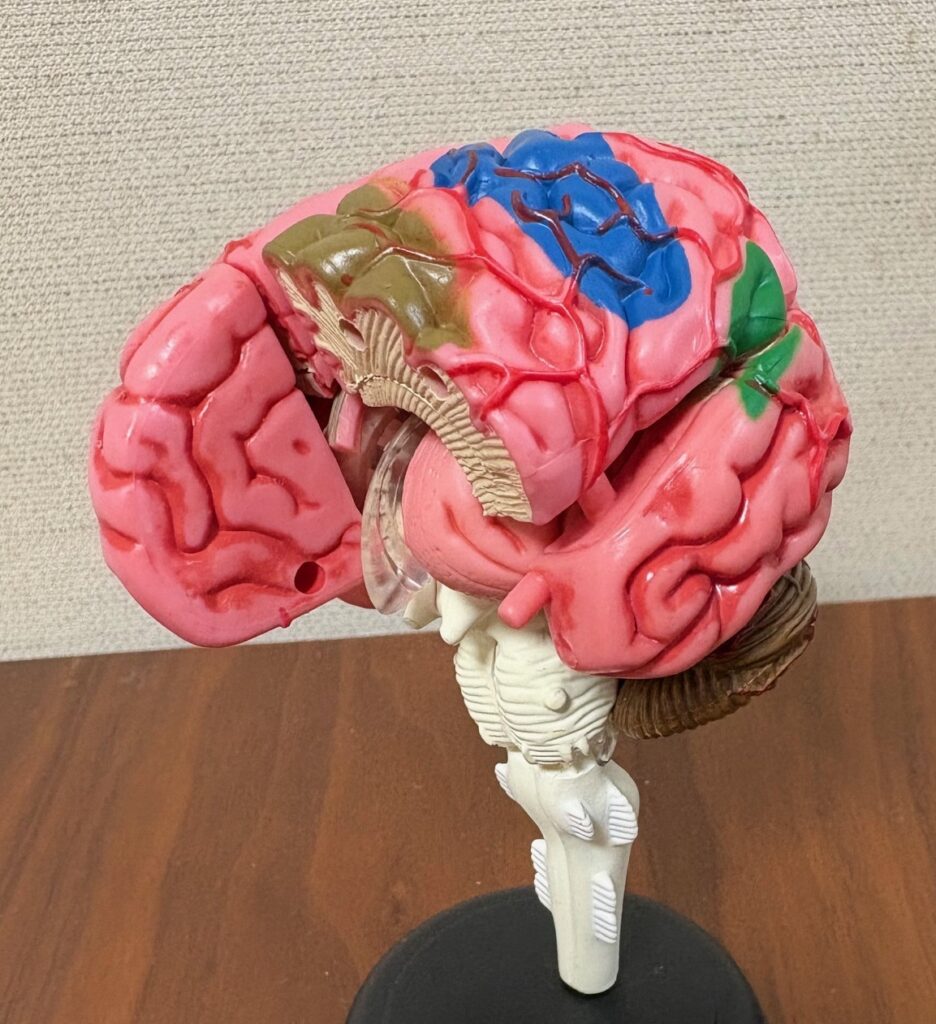 神経・生理心理学