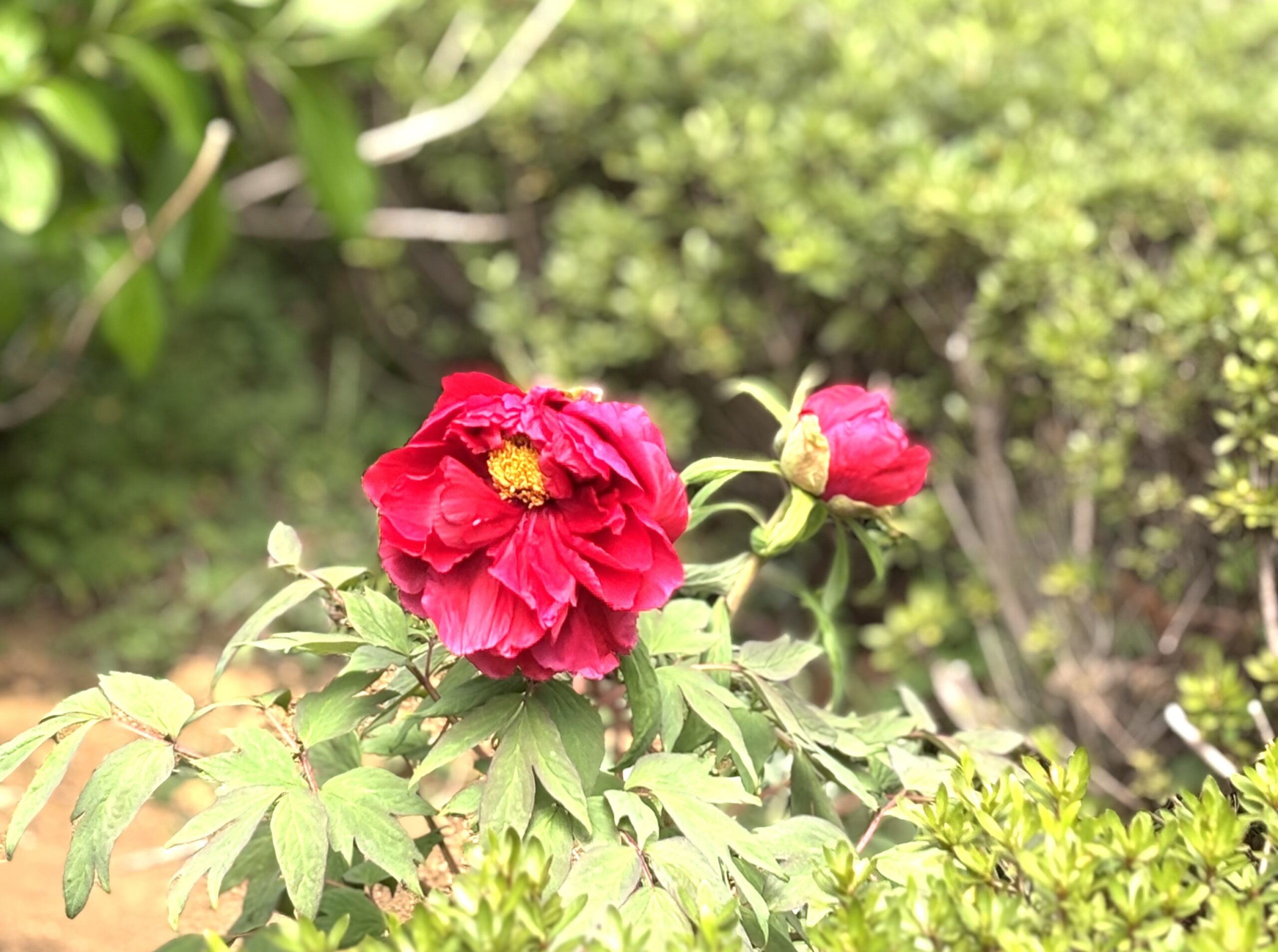 福島県須賀川牡丹園から牡丹が寄贈されました
